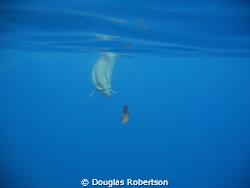 Hawaiian Spinner Dolphin checking out a sea-grape leaf. H... by Douglas Robertson 